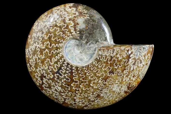 Polished Ammonite Fossil - Madagascar #173170